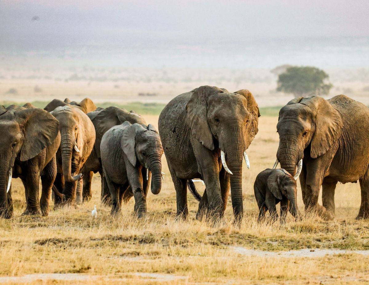 Discovering the Magic of Africa with Ntaba African Safaris
